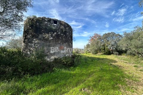 Terra a Assentiz, Santarem, Assentiz - € 60.000 | Ref: 01516-25 - foto 7