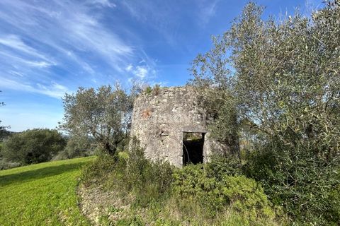Terra a Assentiz, Santarem, Assentiz - € 60.000 | Ref: 01516-25 - foto 22