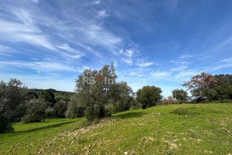 Terra a Assentiz, Santarem, Assentiz - € 60.000 | Ref: 01516-25 - foto 27