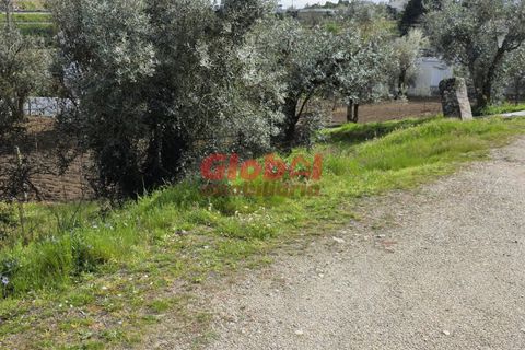 Helårsgrund i Viseu, Viseu, Viseu - € 52.500 | Ref: 189252104 - foto 3