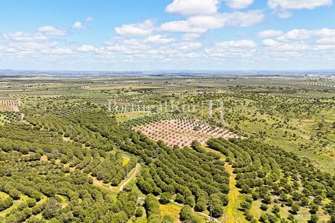 Herregård i Moura, Beja, Moura - € 3 490 000 | Ref: FG393 - foto 4