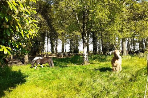 Erhvervsejendom i Malguénac, Morbihan, Malguénac - € 471.500 | Ref: 56075-2305 - foto 5