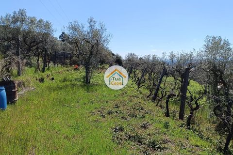 Helårsgrund i Castelo Branco, Castelo Branco, Castelo Branco - € 200.000 | Ref: 1TC3687 - foto 6
