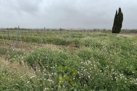 Helårsgrund i Servian, Herault, Servian - € 48.000 | Ref: 2_345515686 - foto 5