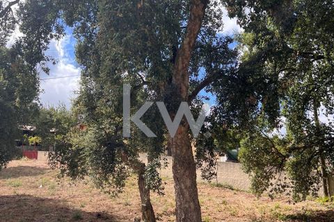Helårsgrund i Anadia, Aveiro, Anadia - € 59.500 | Ref: KWPT-006004 - foto 3