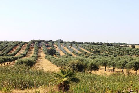 Farm i Serpa, Beja, Serpa - € 1.495.000 | Ref: KWPT-004694 - foto 31