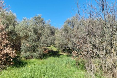 Herregård i Ozieri, Sassari, Ozieri - € 120 000 | Ref: 201-45 - foto 8