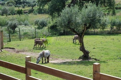 Farm i Gondemaria e Olival, Santarem, Gondemaria e Olival - € 795.000 | Ref: 1998 - foto 19