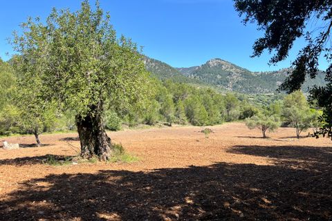 Tomt i Selva, Mallorca, Selva - € 1 100 000 | Ref: 2230 - foto 4