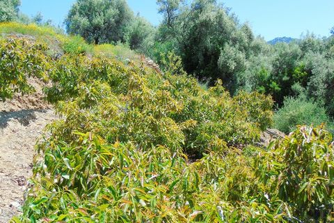 Country house in Canillas De Albaida, Malaga - photo 4