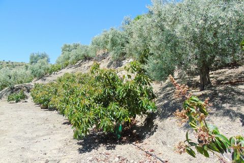 Country house in Canillas De Albaida, Malaga - photo 5