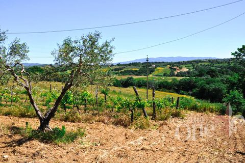 Villa i Scansano, Grosseto, Scansano - € 480.000 | Ref: 18335 - foto 9