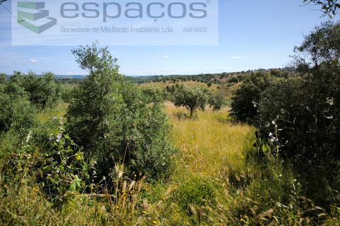 Helårsgrund i Castelo Branco, Castelo Branco, Castelo Branco - € 12.750 | Ref: 5564/EG - foto 12