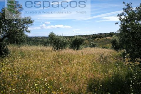 Helårsgrund i Castelo Branco, Castelo Branco, Castelo Branco - € 12.750 | Ref: 5564/EG - foto 18