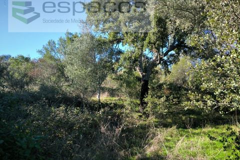 Helårsgrund i Castelo Branco, Castelo Branco, Castelo Branco - € 12.750 | Ref: 5564/EG - foto 3