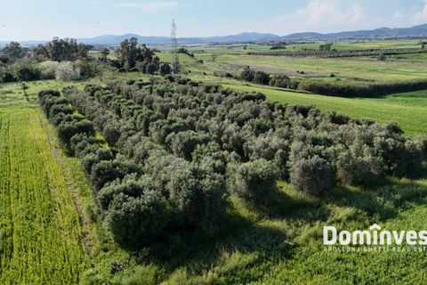 Herregård i Capalbio, Grosseto, Capalbio - € 1 100 000 | Ref: V-181 - foto 5