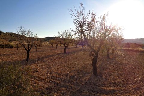 Finca i Maella, Zaragoza, Maella - € 9.500 | Ref: 0678 - foto 13