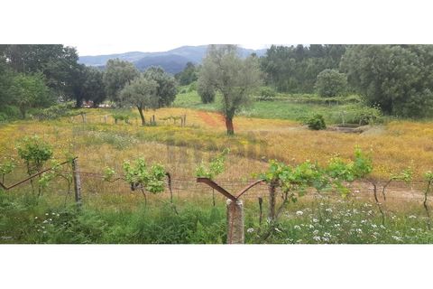 Helårsgrund i Ponte de Lima, Viana do Castelo, Ponte de Lima - € 330.000 | Ref: PTL-1226-RB-0525 - foto 2