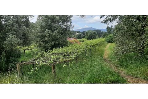 Helårsgrund i Ponte de Lima, Viana do Castelo, Ponte de Lima - € 330.000 | Ref: PTL-1226-RB-0525 - foto 3