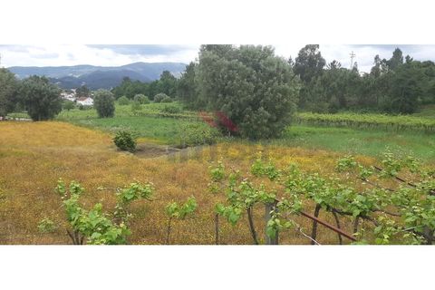 Helårsgrund i Ponte de Lima, Viana do Castelo, Ponte de Lima - € 330.000 | Ref: PTL-1226-RB-0525 - foto 4