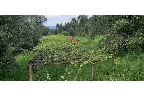 Helårsgrund i Ponte de Lima, Viana do Castelo, Ponte de Lima - € 330.000 | Ref: PTL-1226-RB-0525 - foto 6