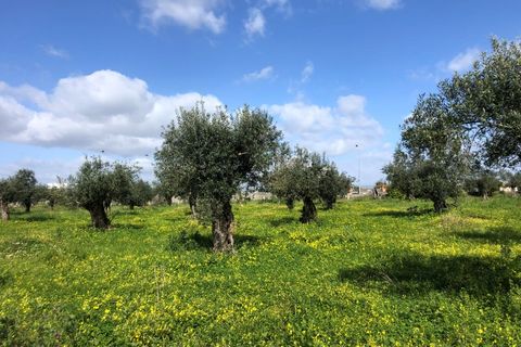 Farm i Riachos, Santarem, Riachos - € 1.500.000 | Ref: QUI2273 - foto 38