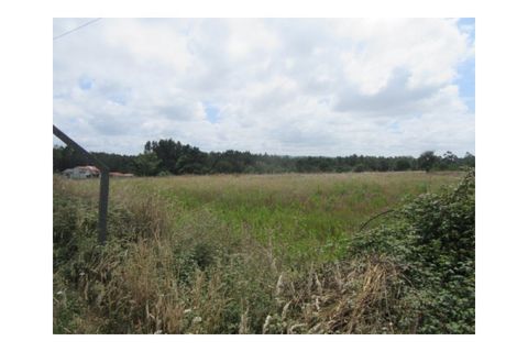 Terra a Monte Real, Leiria, Monte Real - € 450.000 | Ref: mg1629 - foto 3