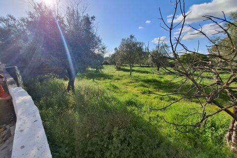 Farm i Alpalhao, Portalegre, Alpalhao - € 47.500 | Ref: SF-SAFTI:006768 - foto 5