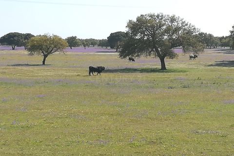 Helårsgrund i Benavente, Santarem, Benavente - € 275.000 | Ref: C0263-01953 - foto 26