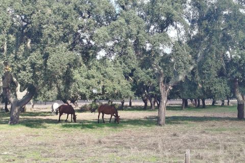 Helårsgrund i Benavente, Santarem, Benavente - € 275.000 | Ref: C0263-01953 - foto 34
