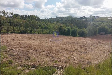 Helårsgrund i Carvalhal, Leiria, Carvalhal - € 45.000 | Ref: CAL-216778 - foto 3