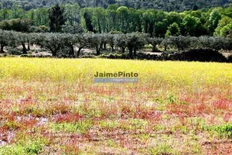 Terra a Celorico da Beira, Guarda, Celorico da Beira - € 375.000 | Ref: 9804_Q - foto 6