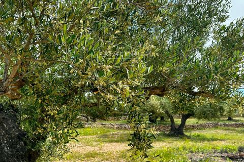 Finca i L'Ametlla De Mar, Tarragona - foto 4