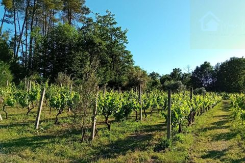Terra a Penalva do Castelo, Viseu, Penalva do Castelo - € 105.000 | Ref: Q000007 - foto 7