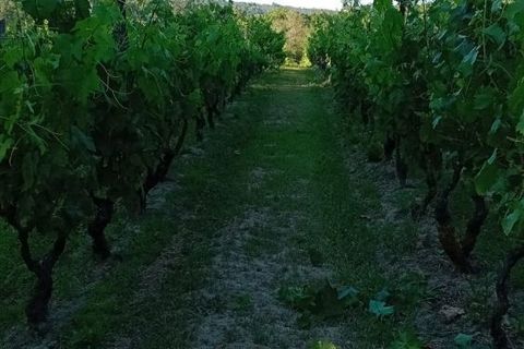Terra a Penalva do Castelo, Viseu, Penalva do Castelo - € 105.000 | Ref: Q000007 - foto 9