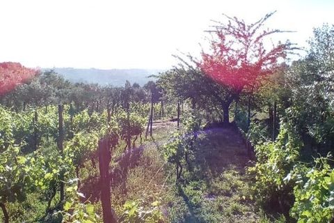 Terra a Penalva do Castelo, Viseu, Penalva do Castelo - € 105.000 | Ref: Q000007 - foto 11