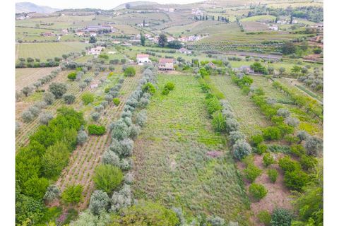 Helårsgrund i Lamego, Viseu, Lamego - € 800.000 | Ref: LUX/00646 - foto 8