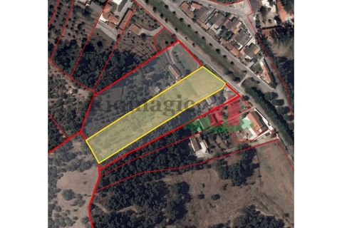 Terra a Chamusca, Santarem, Chamusca - € 60.580 | Ref: 145.25 - foto 7