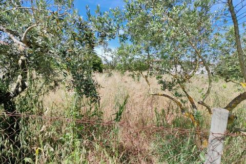 Helårsgrund i Tomar, Santarem, Tomar - € 32.000 | Ref: TM97367 - foto 4