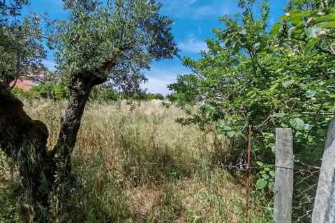 Helårsgrund i Tomar, Santarem, Tomar - € 32.000 | Ref: TM97367 - foto 6