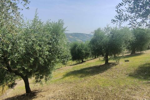Herregård i Acquaviva Picena, Ascoli Piceno, Acquaviva Picena - € 55 000 | Ref: CV9472 - foto 25