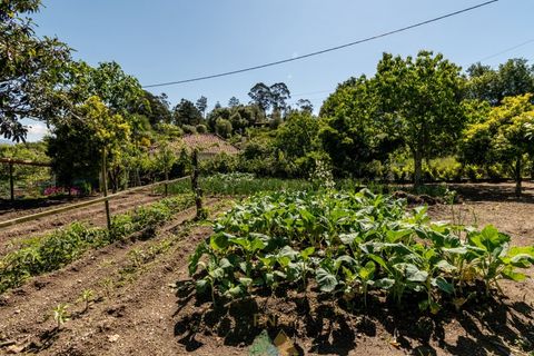 Farm i Ponte de Lima, Viana do Castelo, Ponte de Lima - € 1.350.000 | Ref: PTL-001-113 - foto 7