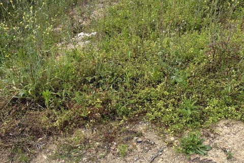 Helårsgrund i Rio Maior, Santarem, Rio Maior - € 52.500 | Ref: SF-SAFTI:006786 - foto 4