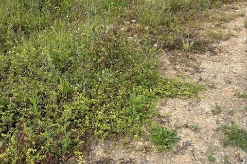 Helårsgrund i Rio Maior, Santarem, Rio Maior - € 52.500 | Ref: SF-SAFTI:006786 - foto 6