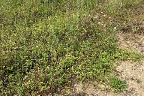 Helårsgrund i Rio Maior, Santarem, Rio Maior - € 52.500 | Ref: SF-SAFTI:006786 - foto 7