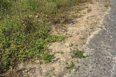 Helårsgrund i Rio Maior, Santarem, Rio Maior - € 52.500 | Ref: SF-SAFTI:006786 - foto 8