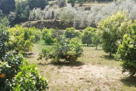 Helårsgrund i Sever do Vouga, Aveiro, Sever do Vouga - € 42.500 | Ref: TER_1822 - foto 16