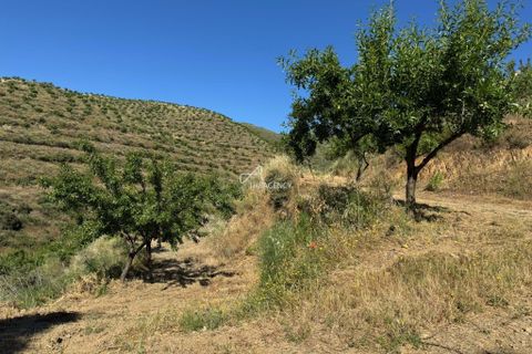 Farm hus i Longroiva, Guarda, Longroiva - € 450.000 | Ref: TAPT01-1364_RC_DP - foto 7