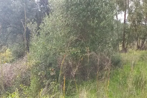 Helårsgrund i Monchique, Faro, Monchique - € 30.000 | Ref: C0369-00753 - foto 6
