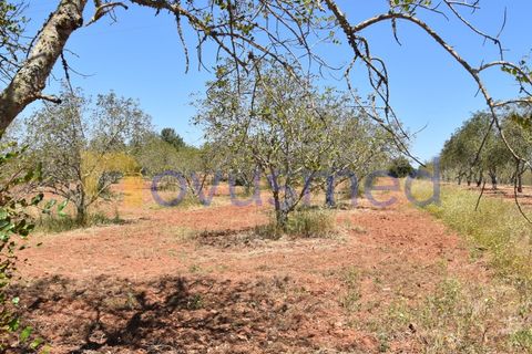 Helårsgrund i Paderne, Faro, Paderne - € 48.000 | Ref: TE-05 (PR-079) - foto 5